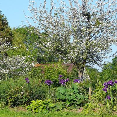 L'îlot fleuri et les pommiers en fleurs