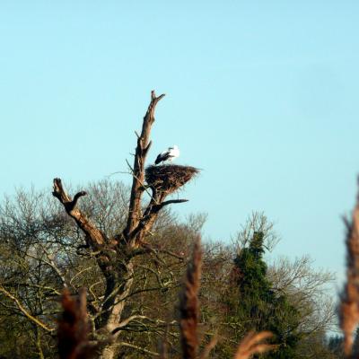 Les cigognes nichent dans le marais