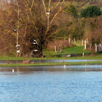 Le marais, au pied de Mandeville-en-Bessin